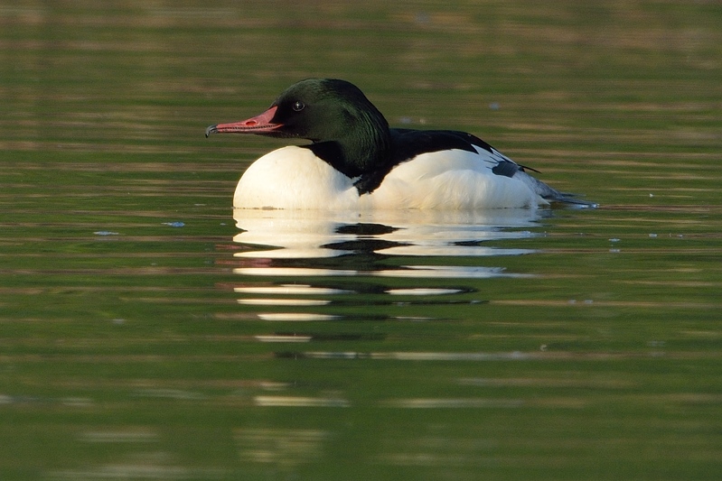 Grote Zaagbek